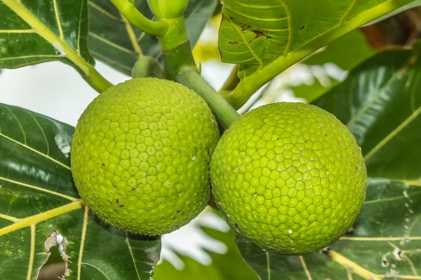 Frutas de pão — Fotografia de Stock