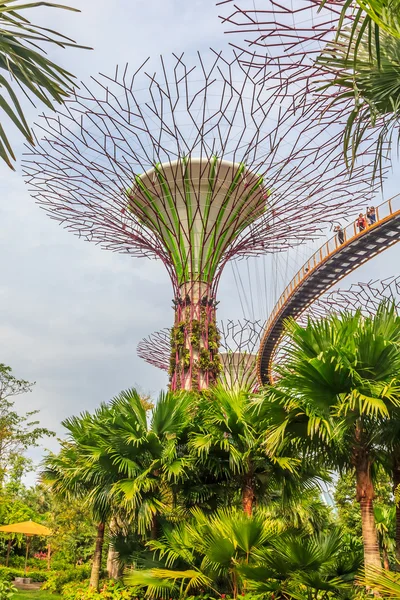 Singapore Supertrees bij de Gardens by the Bay — Stockfoto