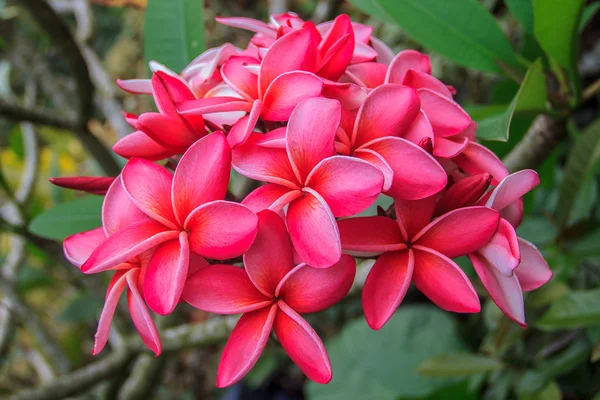 Pink plumeria — Stock Photo, Image