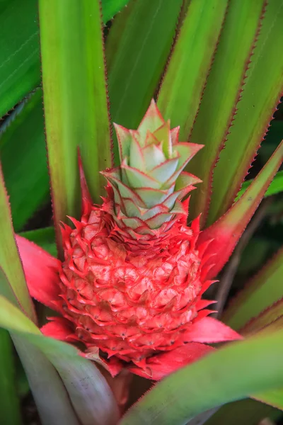 Avvicinamento di un ananas bambino — Foto Stock