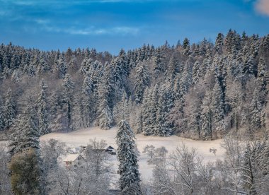 İsviçre, Stallikon 'da kış harikalar diyarı, Zürih yakınlarındaki taze kar yağışı sonrasında karlı bir ormanın manzarası.