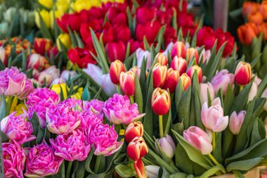 Çiçek açan hassas pembe ve kırmızı laleler, bahar çiçekleri eski kasaba çiftçi pazarında satılık, Bern, İsviçre