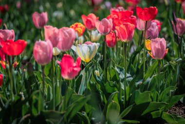 Paskalya, Sechselauten ve Anneler Günü gibi geleneksel İsviçre bahar tatili hasadı için Zürih yakınlarında canlı bir lale tarlası çiçek açıyor.
