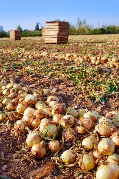 Κρεμμύδι συγκομιδή σε huerta της Valencia Ισπανία — Φωτογραφία Αρχείου