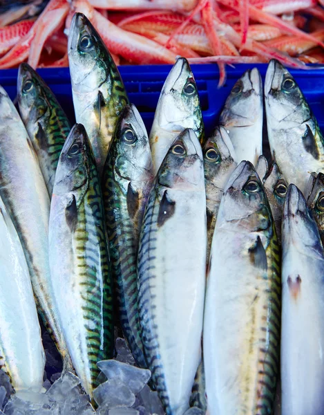 Mackerel fish from mediterranean stacked — Stock Photo, Image