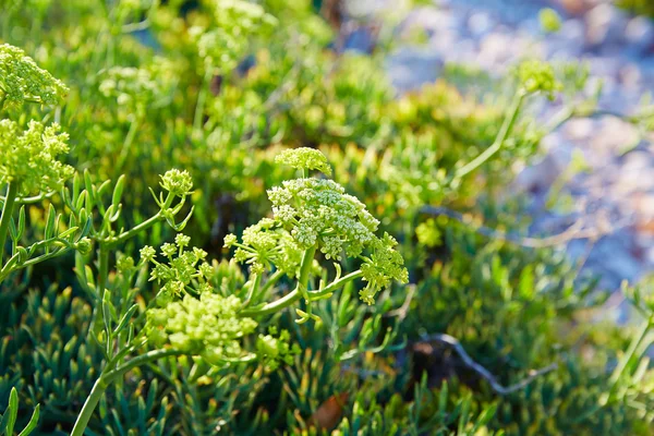 Crithmum Zawciąg nadmorski roślin Hiszpania — Zdjęcie stockowe