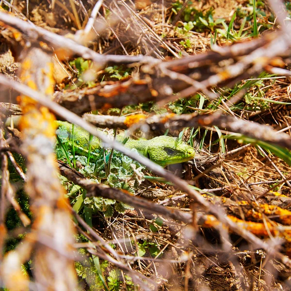 Lézard vert Fardacho dans les branches Espagne — Photo