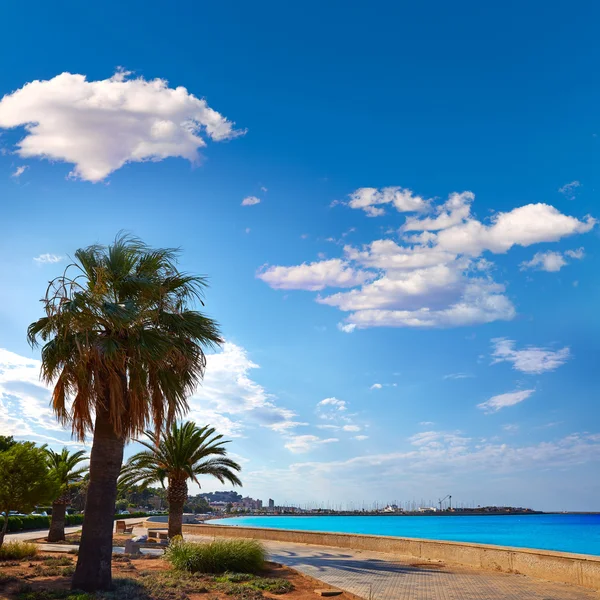 Denia palm trees in Marineta Casiana beach — Stock Photo, Image