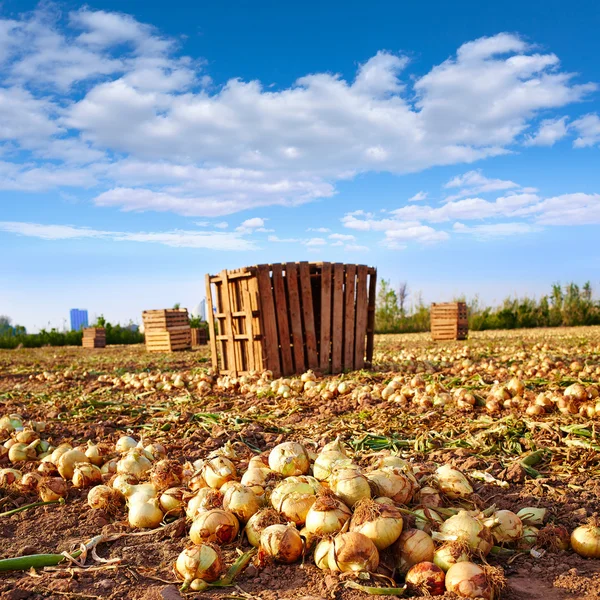 Colheita de cebola em Valência Espanha huerta — Fotografia de Stock