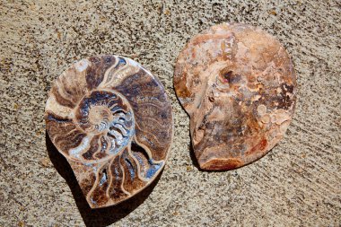 Ammonites fossil snail cut found in Teruel clipart