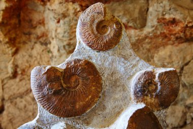 Ammonites fossil in Valencian Community Spain clipart