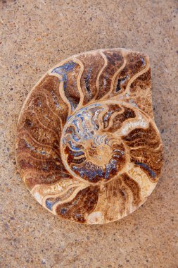 Ammonites fossil snail cut found in Teruel clipart