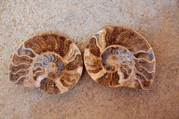 Ammonites fossil snail cut found in Teruel — Stock Photo, Image