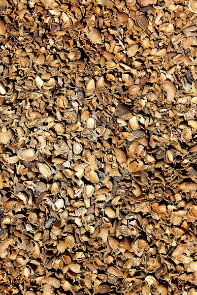 Textura de conchas de amêndoa em Teruel Albarracin — Fotografia de Stock