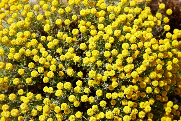 Corratxar flores amarelas Tinenca Benifassa Espanha — Fotografia de Stock