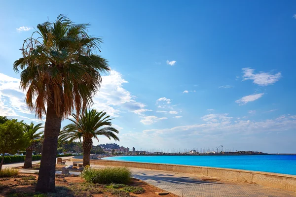 Denia palm trees in Marineta Casiana beach — Stock Photo, Image