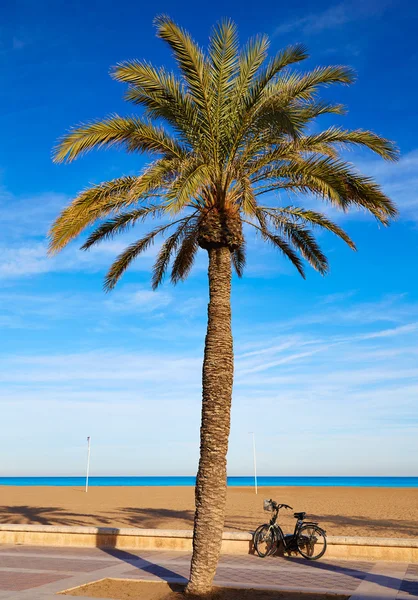 Valencia La Malvarrosa beach palm rosnących Hiszpania — Zdjęcie stockowe