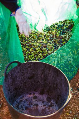 Çiftçi sepete toplama zeytin hasat