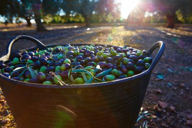 Çiftçi sepete toplama zeytin hasat