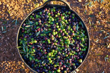 Çiftçi sepete toplama zeytin hasat