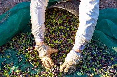 Malzeme çekme ellerini Akdeniz zeytin hasat