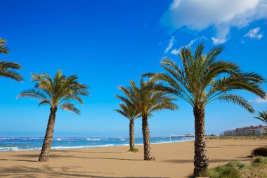 Alicante Denia beach Las marinalar ile palmiye ağaçları