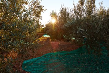 Akdeniz ile net toplama zeytin hasat