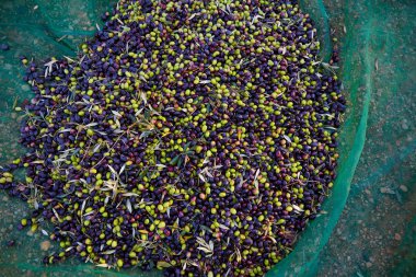 Net ile hasat zeytin doku