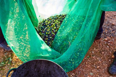 Çiftçi sepete toplama zeytin hasat