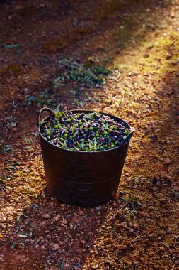 Çiftçi sepete toplama zeytin hasat