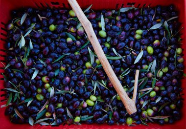 Zeytin hasat ve malzeme çekme Akdeniz sopa