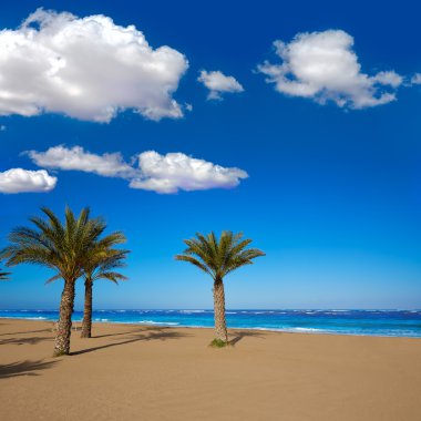 Alicante Denia beach Las marinalar ile palmiye ağaçları