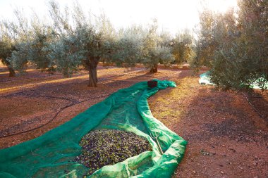 Akdeniz ile net toplama zeytin hasat