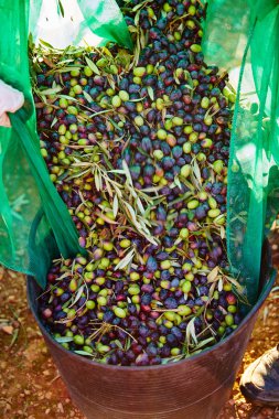 Çiftçi sepete toplama zeytin hasat