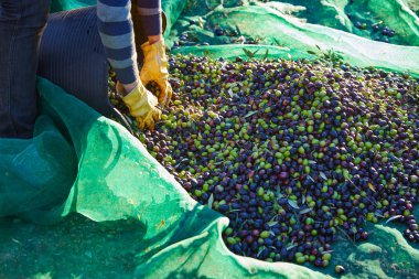 Malzeme çekme ellerini Akdeniz zeytin hasat