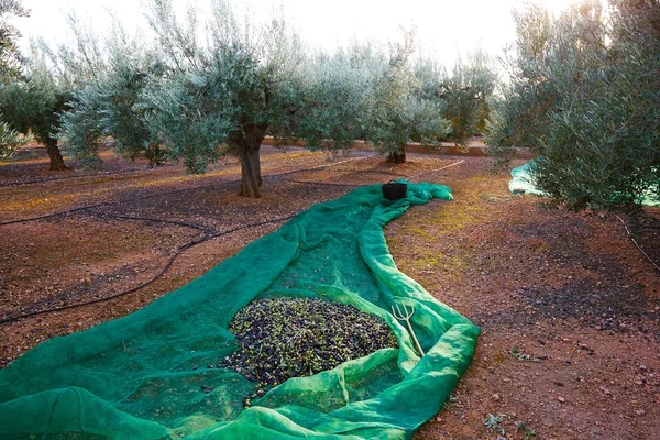Oliven pflücken mit Netz am Mittelmeer — Stockfoto