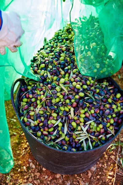 Olives harvest picking in farmer basket — Stock Photo, Image