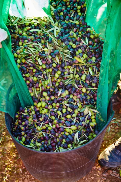 Sklizeň oliv v košíku farmář — Stock fotografie