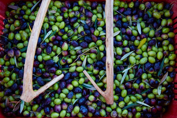 Zeytin hasat ve malzeme çekme Akdeniz sopa — Stok fotoğraf