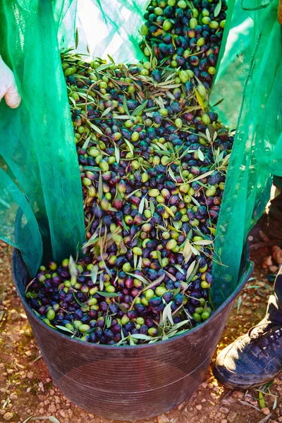 Çiftçi sepete toplama zeytin hasat — Stok fotoğraf