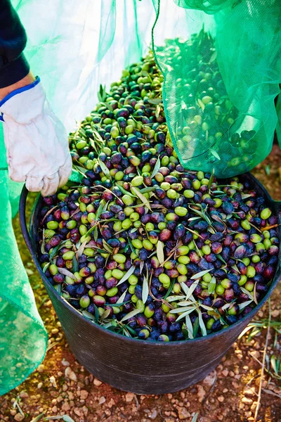 Oogst van de olijven plukken in de mand van de boer — Stockfoto