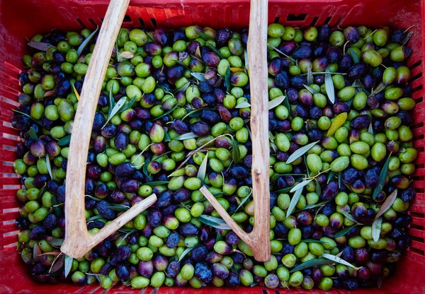 Zeytin hasat ve malzeme çekme Akdeniz sopa — Stok fotoğraf