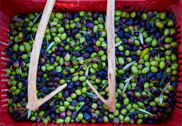 Récolte et cueillette des olives en Méditerranée — Photo