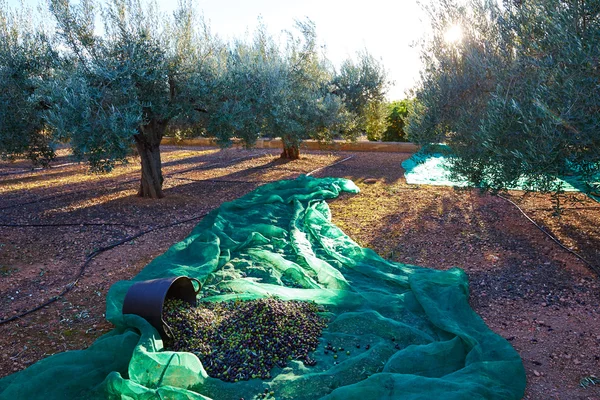 Olives texture in harvest with net — Stock Photo, Image
