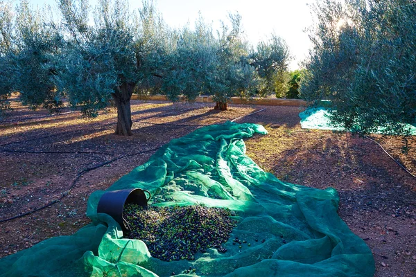 Συγκομιδή ελιών picking με δίχτυ στη Μεσόγειο — Φωτογραφία Αρχείου