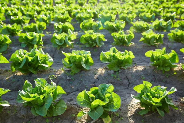 Grüner Feldsalat in einer Reihe — Stockfoto