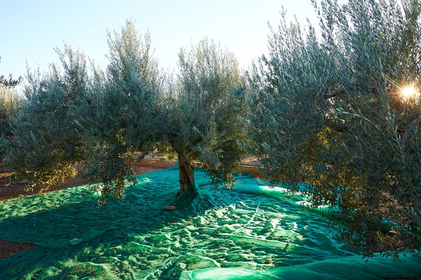 Cosecha de aceitunas con red en el Mediterráneo — Foto de Stock