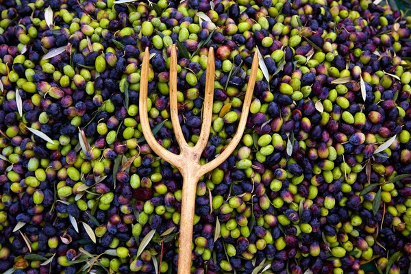 Sklizeň oliv s čistou a dřevěné vidlice — Stock fotografie