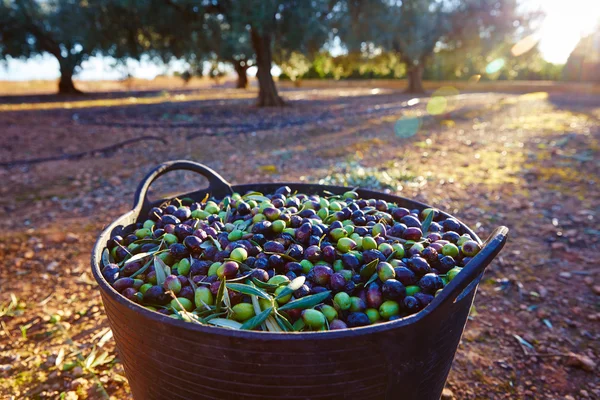 Olives harvest picking in farmer basket — Stock Photo, Image