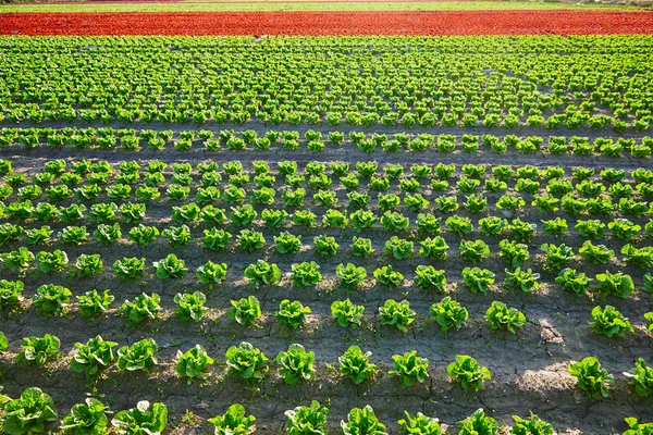 Laitue romaine verte et champ de feuilles de chêne rouge — Photo